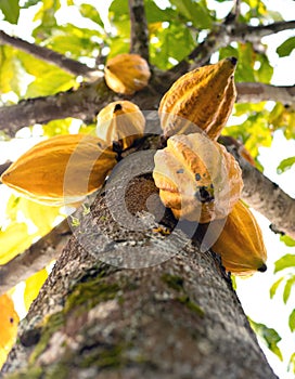 Cocoa pods ripe for harvest on the tree