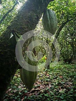 Cocoa producing farm, green fruit