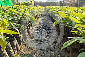Cocoa seedlings growing on the farm photo