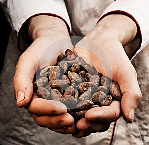 Cocoa seeds