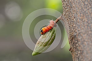 cocoa stem borer. Diseases and pests affecting cocoa plants. Selective focus