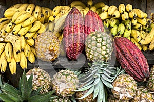 Cocoa surrounded by other tropical fruits