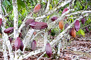 Cocoa Tree