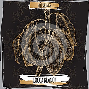 Cocoa tree aka Theobroma cacao branch sketch with leaves and beans on black. Hot drinks collection.