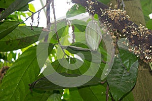 Cocoa Tree Fruit Growing