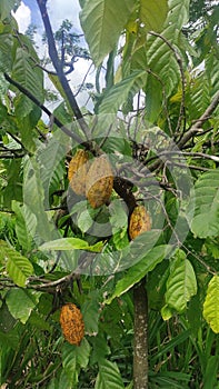 The cocoa tree with fruits