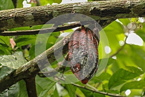 The cocoa tree with fruits. Brown Cocoa pods grow on the tree, Cacao plantation. Close up of light brown Cacao pods growing on