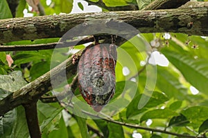 The cocoa tree with fruits. Brown Cocoa pods grow on the tree, Cacao plantation. Close up of light brown Cacao pods growing on