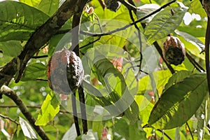 The cocoa tree with fruits. Brown Cocoa pods grow on the tree, Cacao plantation. Close up of light brown Cacao pods growing on
