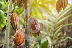 The cocoa tree with fruits. Yellow and green Cocoa pods grow on the tree photo