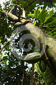 The cocoa tree Madidi National Park