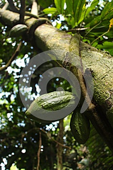 The cocoa tree Madidi National Park