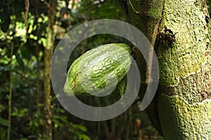 The cocoa tree Madidi National Park