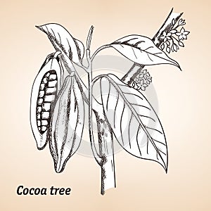 Cocoa tree or Theobroma cacao