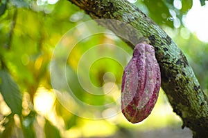 Čokoláda strom kakao 