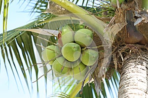 Cocoanut on coconut tree in garden Thailand. photo