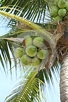 Cocoanut on coconut tree in garden Thailand. photo