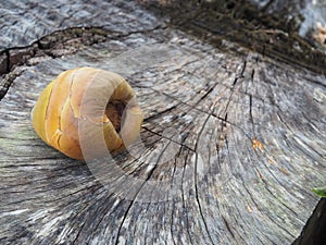 Cocoanut stump tree on beach photo