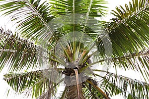 Cocoanut tree isolated on white background photo