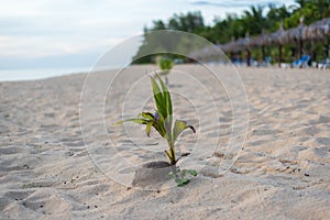 Cococ nut  tree rice sprouts on the beach