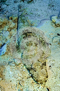 Cocodrile Fish, Red Sea, Egypt photo