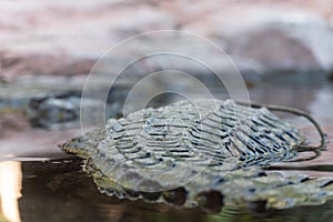 Crocodile scales sticking out of the water photo