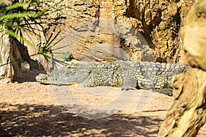 Cocodrilo del Nilo Crocodylus niloticus photo