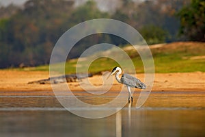 Cocoi heron, Ardea cocoi, bird with evening sun, Pantanal, Brazil. Bird in beautiful morning sun. Sunset nature lake. Wildlife Bra photo