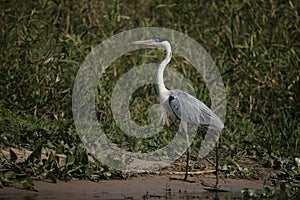 Cocoi heron, Ardea cocoi