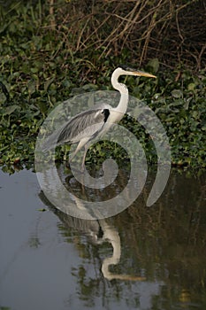 Cocoi heron, Ardea cocoi