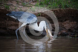 Cocoi heron catching fish in muddy shallows