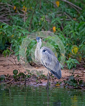 Cocoi heron looking in the water for possible prey