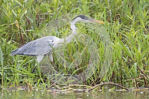 Cocoi Heron on muddy riverbank