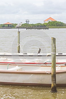 Cocoi Heron over Pier photo