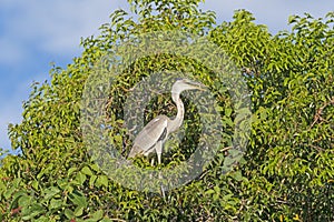 Cocoi Heron in a Pantanal Tree