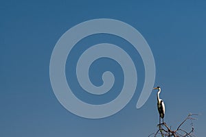 Cocoi heron perched on tree branch, looking at the viewer, with blue sky in the background