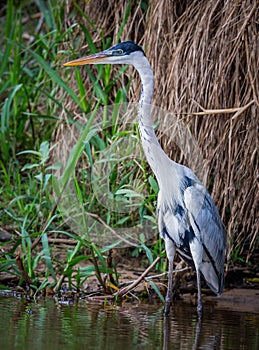 Cocoi Heron poses on river`s edge in Pantanal, Brazil