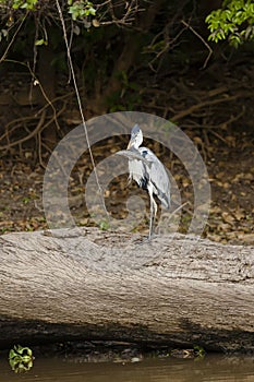 Cocoi Heron with Spotted Catfish Standing on Fallen Tree photo
