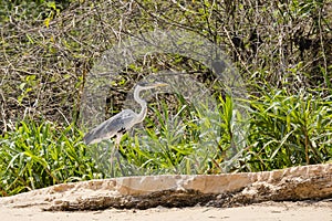 Cocoi Heron Standing along Riverbank