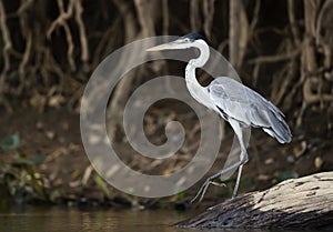 Cocoi heron standing on a fallen tree