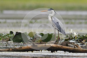 Cocoi Heron Standing in a Shallow Marsh