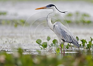 Cocoi Heron Standing in a Shallow Marsh