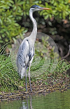 Cocoi Heron standing on the shore in the Pantanal