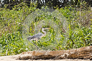 Cocoi Heron Walking along Riverbank