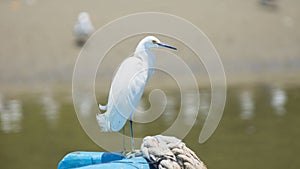 Cocoi white-necked heron in the foreground standing on the tip of a boat. Common Name: garzÃÂ³n cocoi, garza real Scientific Name photo