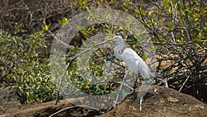 Cocoi white-necked heron standing on a stone with black mangrove in the background. Common Name: garzÃÂ³n cocoi, garza real photo