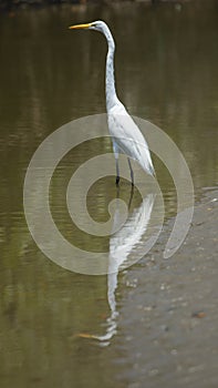 Cocoi white-necked heron walking inside the river, with its reflection in the water. Common Name: garzÃÂ³n cocoi, garza real photo
