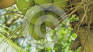 Coconat Bunch on a Palm Tree, Close up, Thailand, Asia