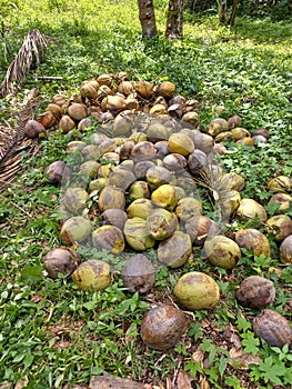 Coconat fruit on the ground