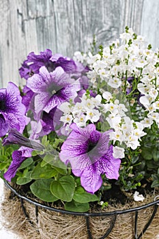 Coconat hanging basket with purple petunia and white flowers